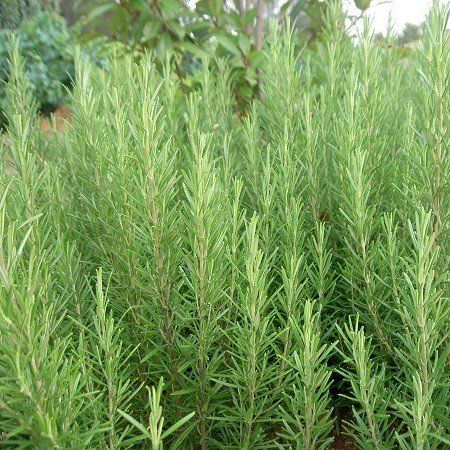 PEPINIERE DES ASPRES GRASSE 2024 ALPES MARITIMES JARDINERIE