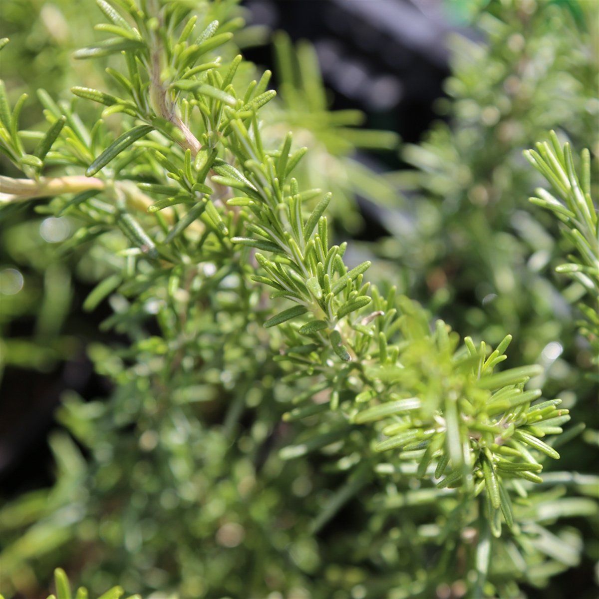 NIDO ASPRES GRASSE 2025