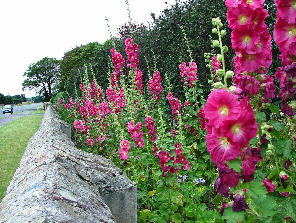 ASPRES GRASSE NURSERY 2024 ALPES MARITIMES GARDEN CENTER