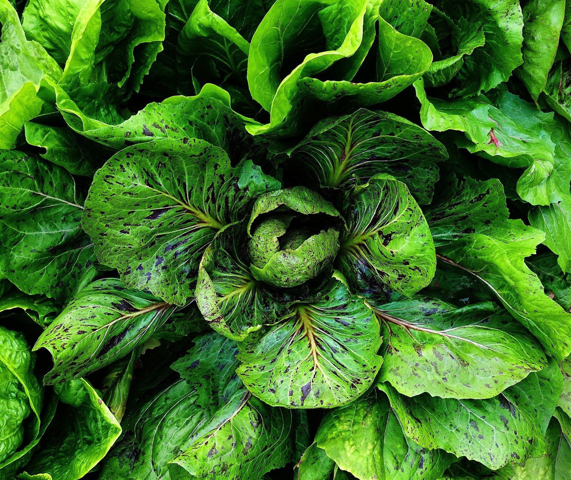 PEPINIERE DES ASPRES GRASSE 2024 JARDINERIE