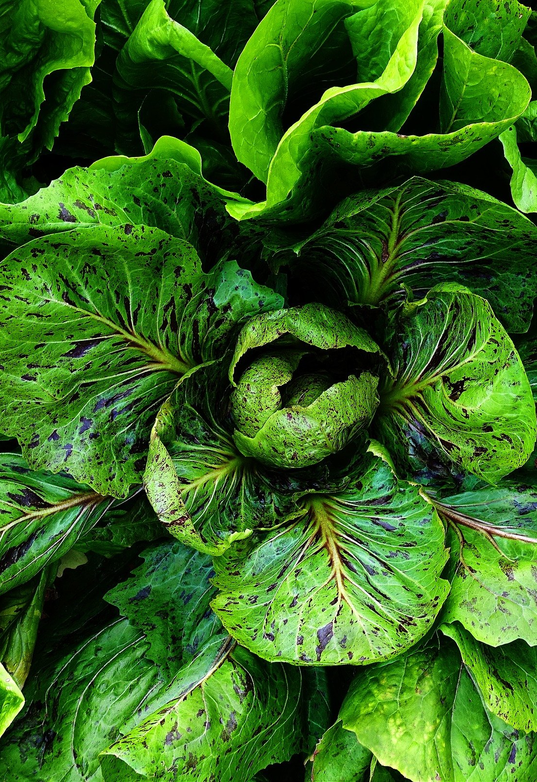 PEPINIERE DES ASPRES GRASSE 2024 ALPES MARITIMES JARDINERIE