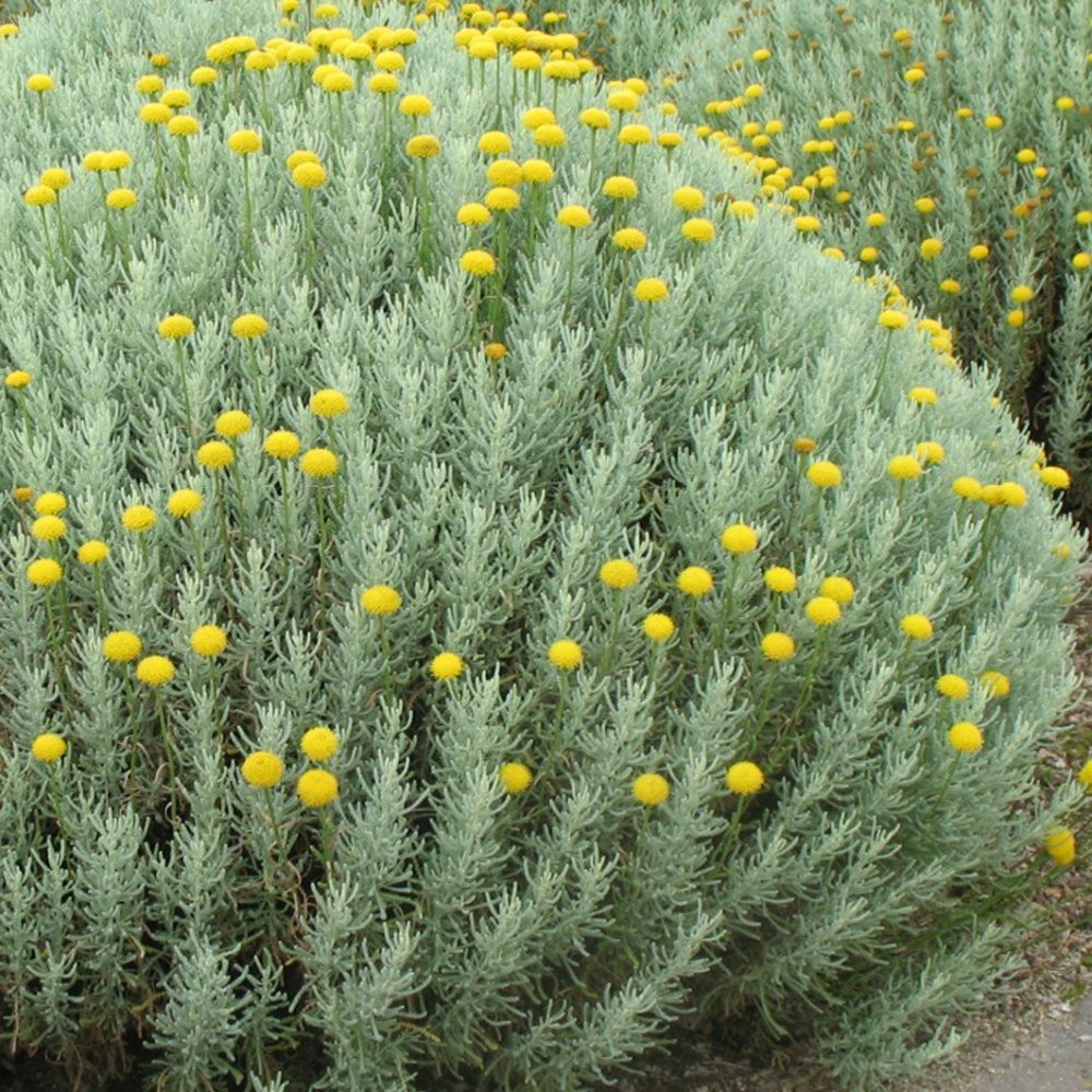 PEPINIERE DES ASPRES GRASSE 2024 ALPES MARITIMES JARDINERIE