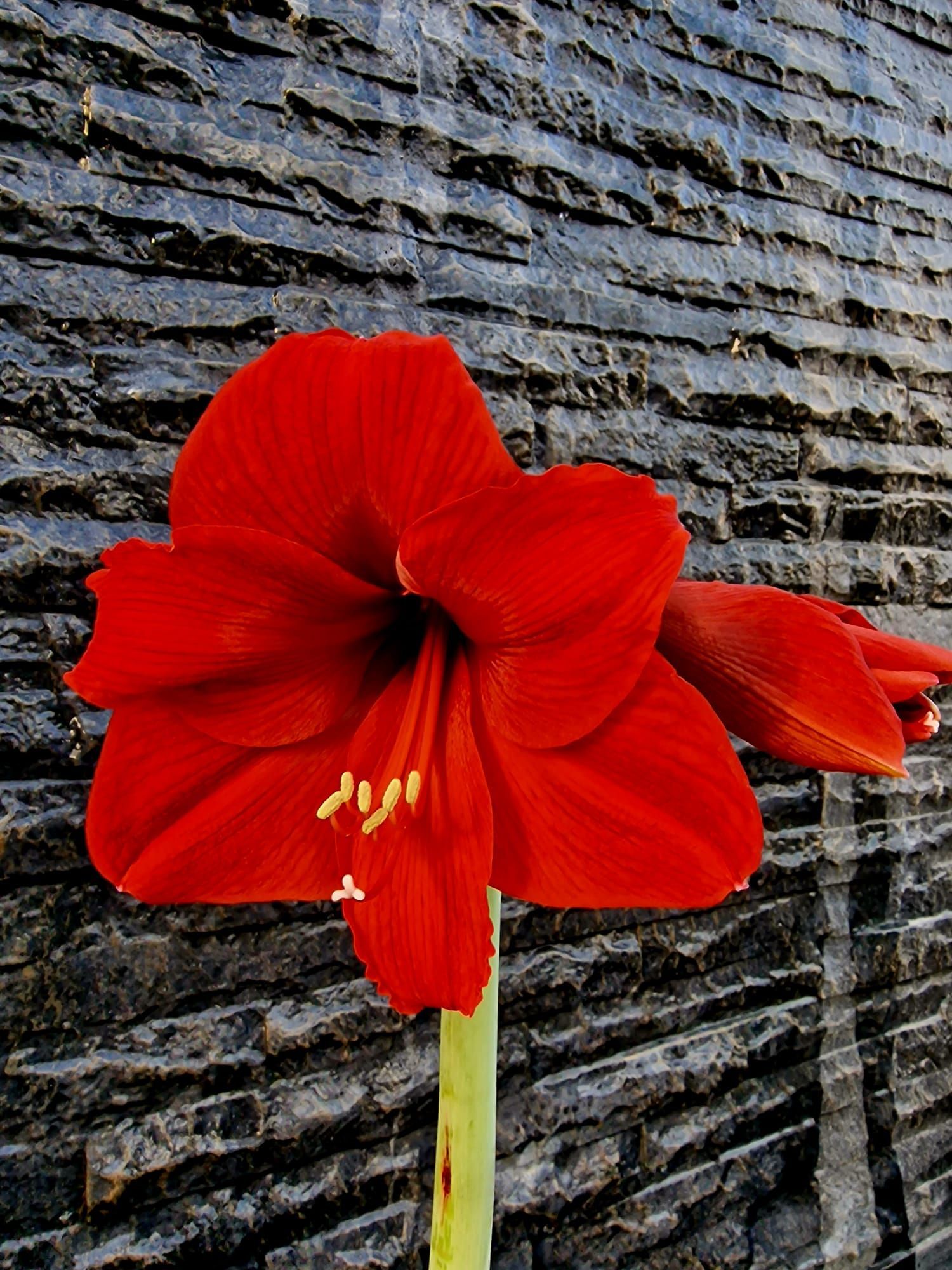 PEPINIERE DES ASPRES GRASSE 2024 ALPES MARITIMES JARDINERIE