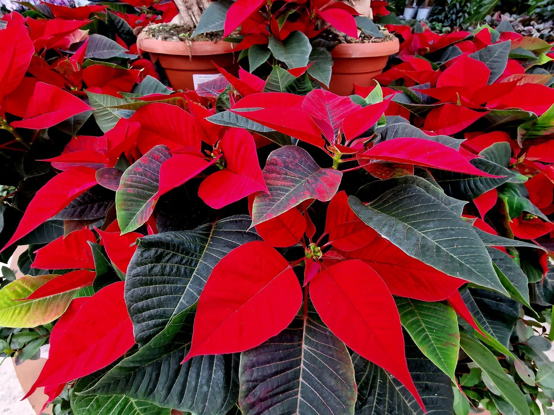 PEPINIERE DES ASPRES GRASSE 2024 ALPES MARITIMES JARDINERIE