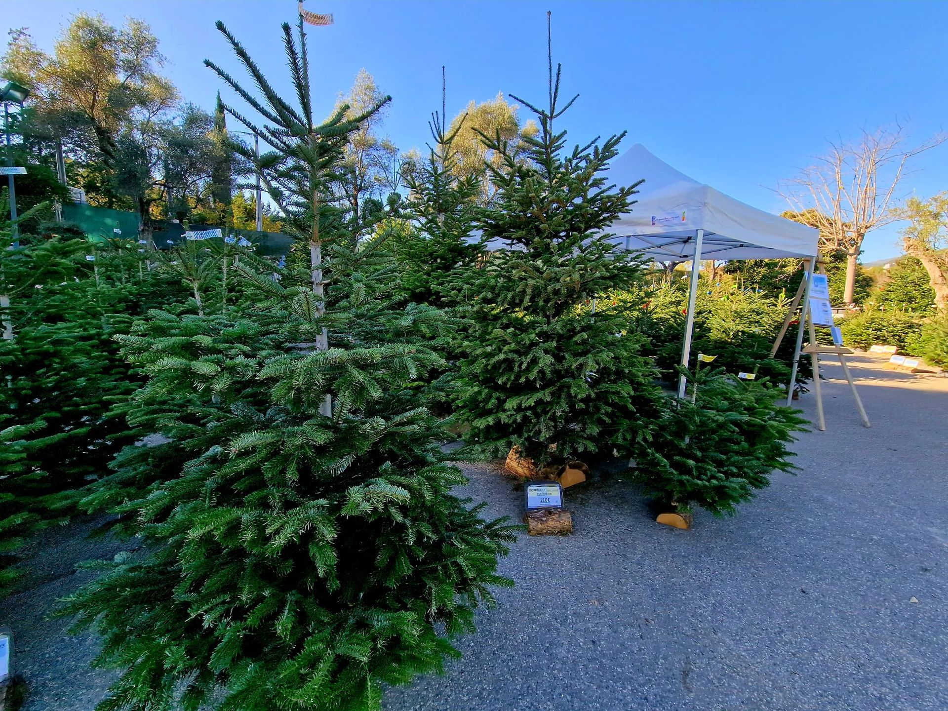 PEPINIERE DES ASPRES GRASSE 2024 ALPES MARITIMES JARDINERIE