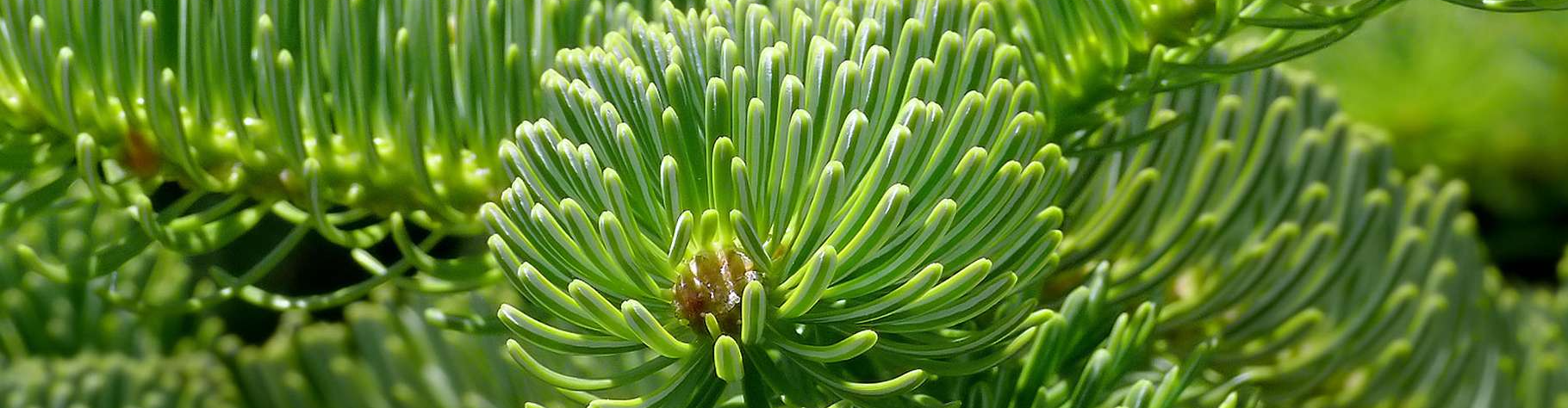 PEPINIERE DES ASPRES GRASSE 2024 ALPES MARITIMES JARDINERIE