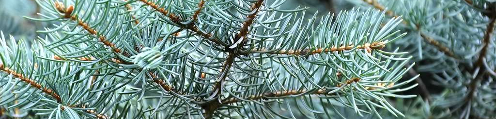 PEPINIERE DES ASPRES GRASSE 2024 ALPES MARITIMES JARDINERIE