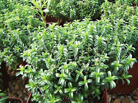 PEPINIERE DES ASPRES GRASSE 2024 ALPES MARITIMES JARDINERIE