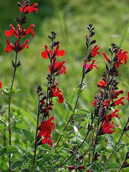 PEPINIERE DES ASPRES GRASSE 2024 ALPES MARITIMES JARDINERIE