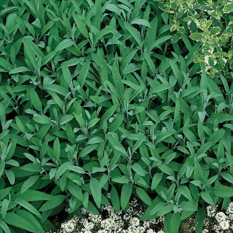 PEPINIERE DES ASPRES GRASSE 2024 ALPES MARITIMES JARDINERIE