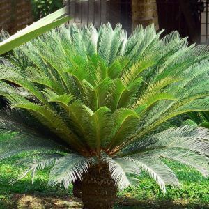 VIVAIO DES ASPRES GRASSE 2024 CURA DEL GIARDINO DELLE ALPI MARITTIME