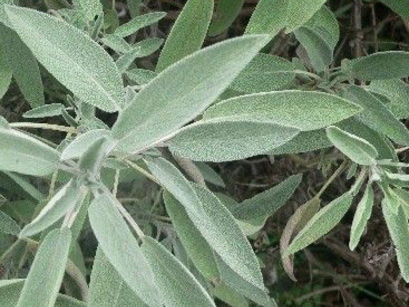 ASPRES GRASSE NURSERY 2025