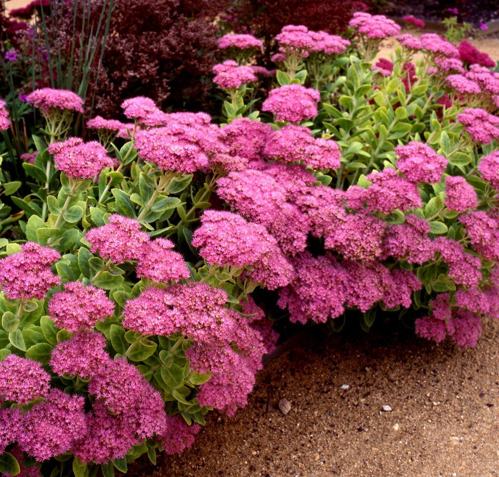 ASPRES GRASSE NURSERY 2024 ALPES MARITIMES GARDEN CENTER