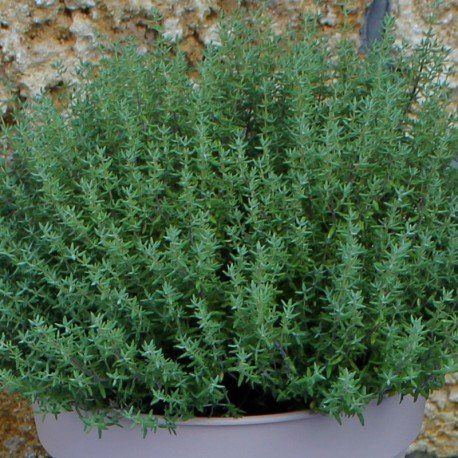 PEPINIERE DES ASPRES GRASSE 2024 ALPES MARITIMES JARDINERIE