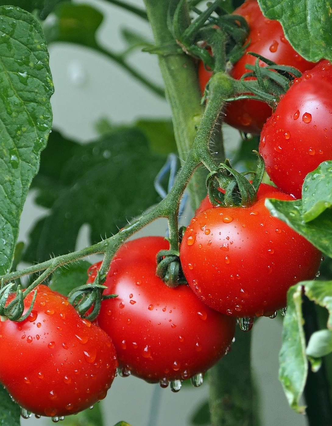 PEPINIERE DES ASPRES GRASSE 2024 ALPES MARITIMES JARDINERIE