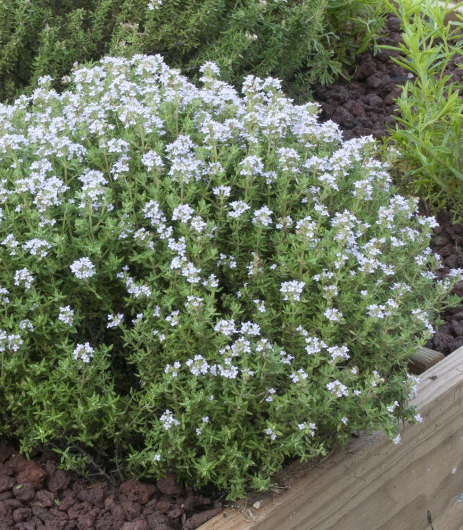 ASPRES GRASSE NURSERY 2025