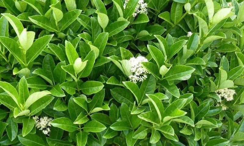 PEPINIERE DES ASPRES GRASSE 2024 ALPES MARITIMES JARDINERIE