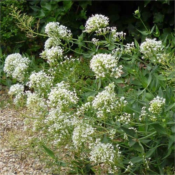 ASPRES GRASSE NURSERY 2024 ALPES MARITIMES GARDEN CENTER