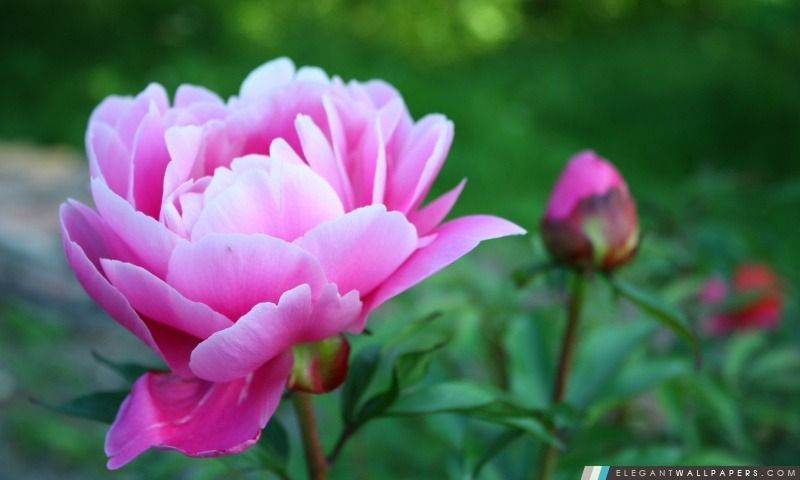 PEPINIERE DES ASPRES GRASSE 2024 ALPES MARITIMES JARDINERIE