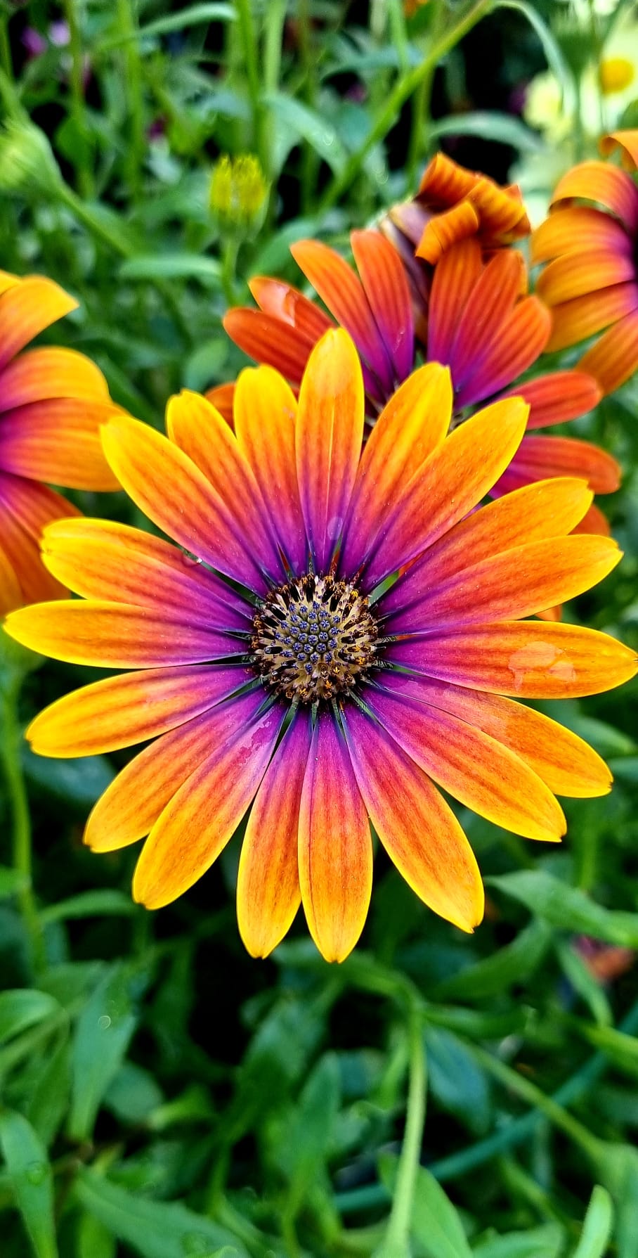 PEPINIERE DES ASPRES GRASSE 2024 ALPES MARITIMES JARDINERIE