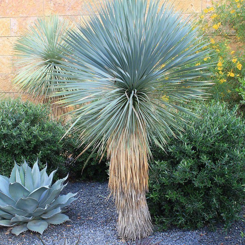 PEPINIERE DES ASPRES GRASSE 2024 ALPES MARITIMES JARDINERIE