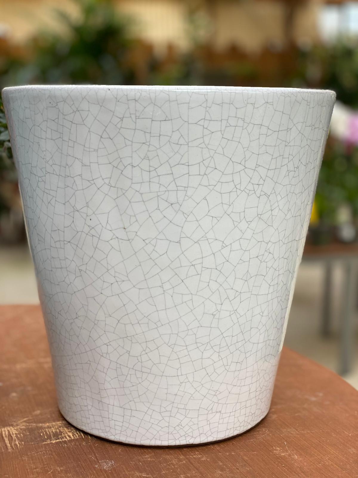 PEPINIERE DES ASPRES GRASSE 2024 ALPES MARITIMES JARDINERIE