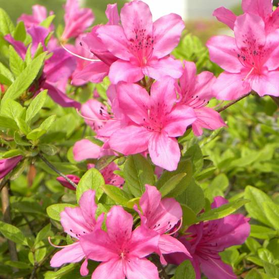 PEPINIERE DES ASPRES GRASSE 2024 ALPES MARITIMES JARDINERIE