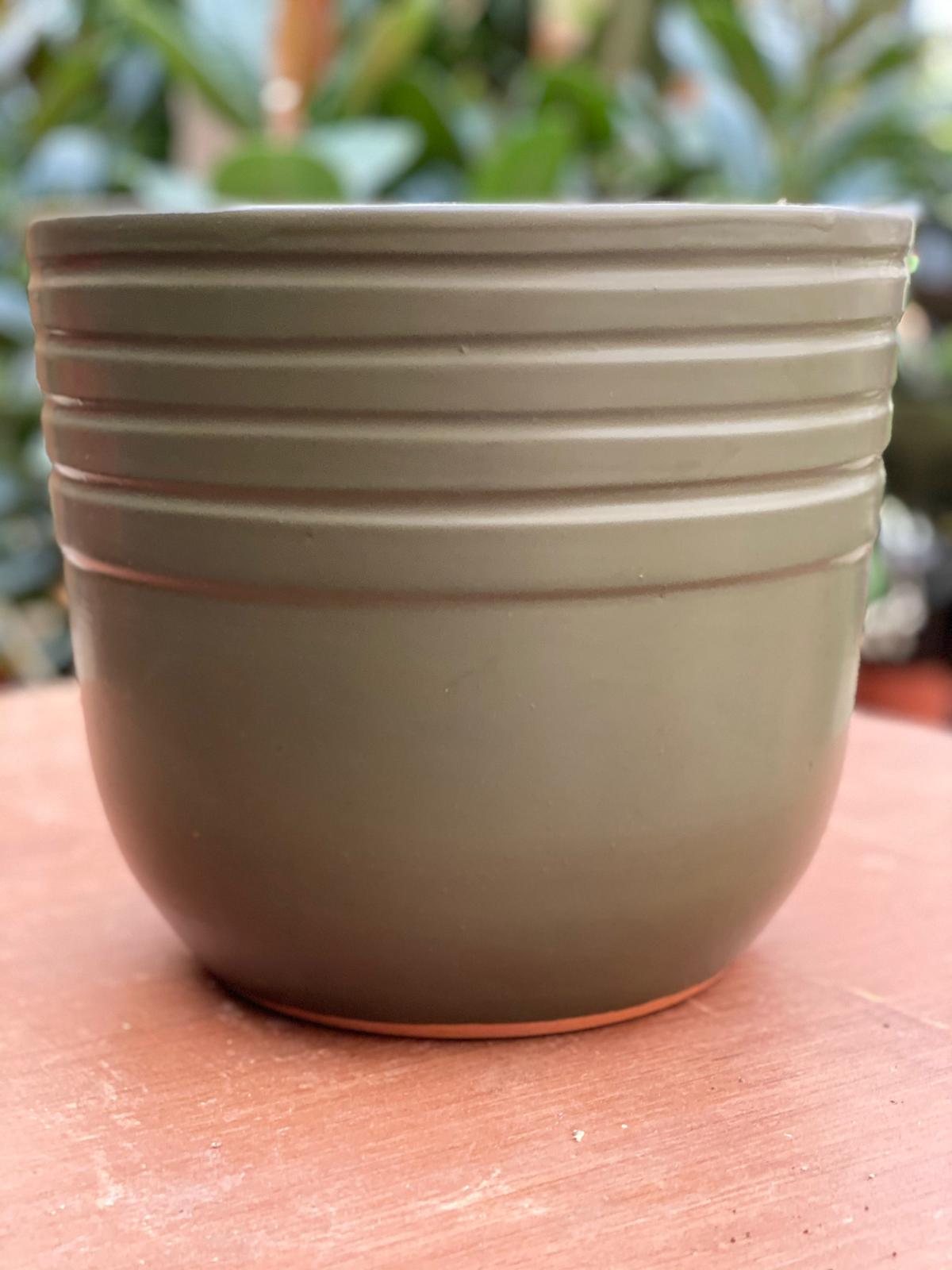 PEPINIERE DES ASPRES GRASSE 2024 ALPES MARITIMES JARDINERIE