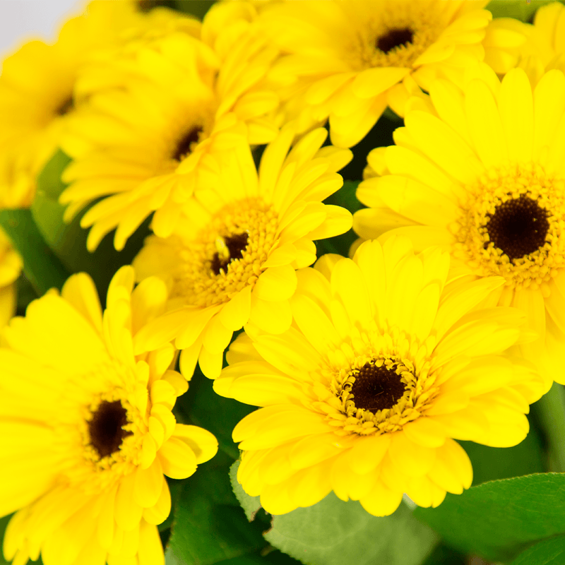 pepiniere jardinerie alpes maritimes 2025 2024 pepinière des aspres jardiner grasse