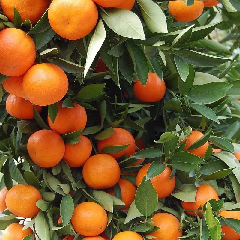 PEPINIERE DES ASPRES GRASSE 2025