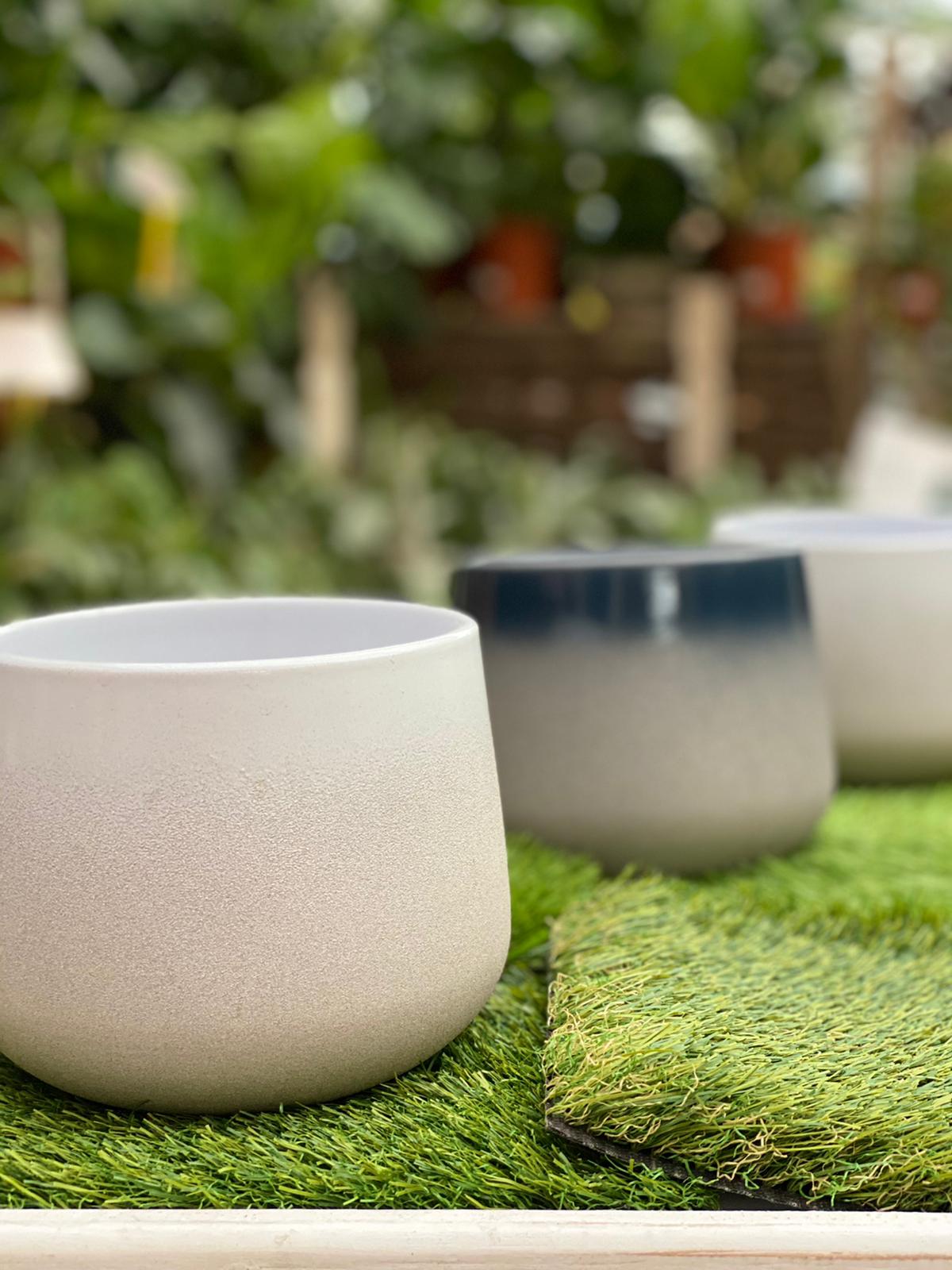 PEPINIERE DES ASPRES GRASSE 2024 ALPES MARITIMES JARDINERIE