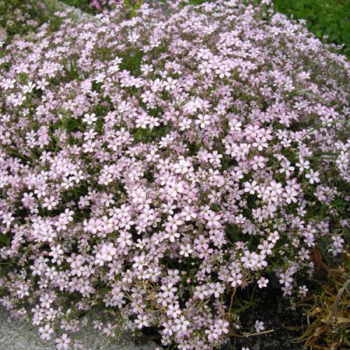 ASPRES GRASSE NURSERY 2024 ALPES MARITIMES GARDEN CENTER