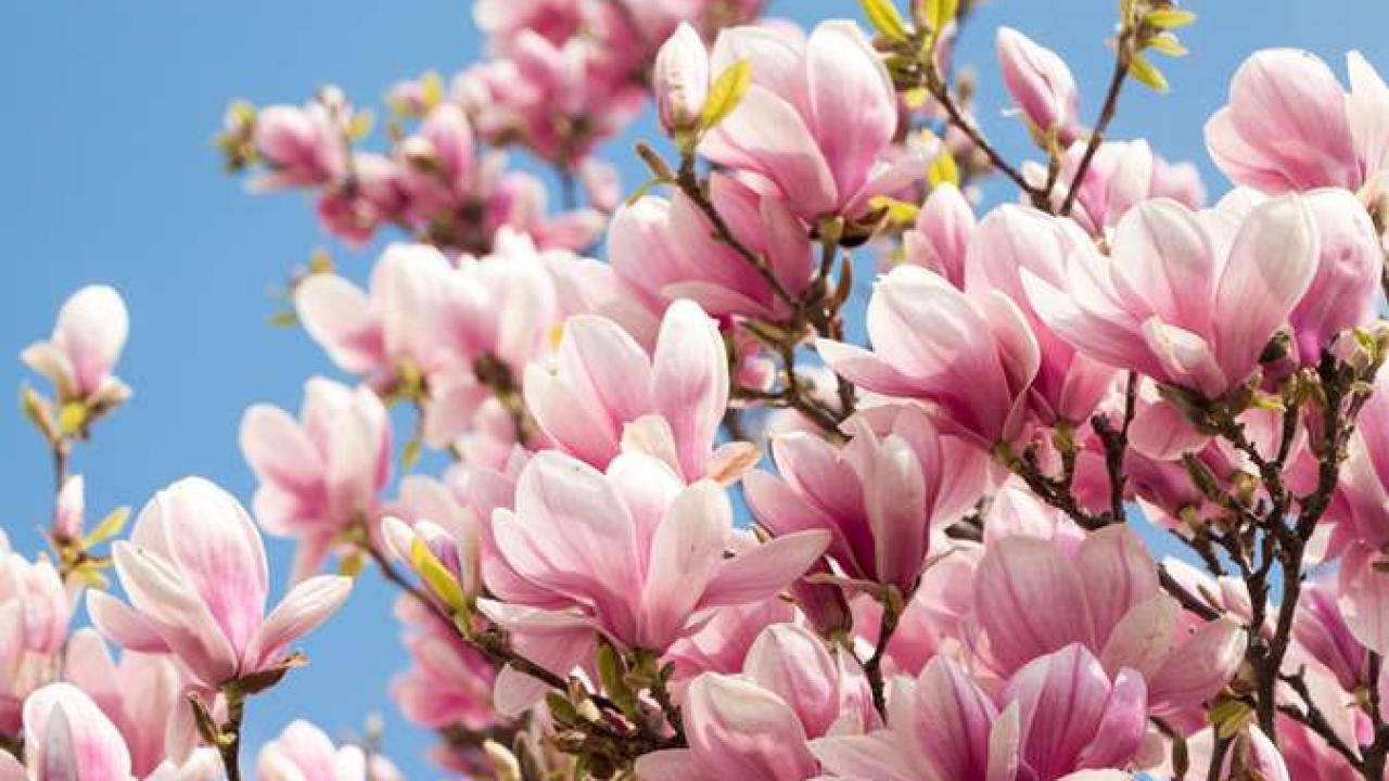 VIVERO ASPRES GRASSE 2025