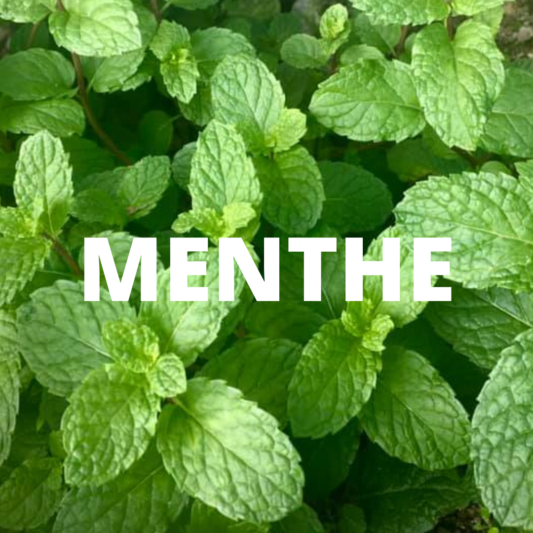 PEPINIERE DES ASPRES GRASSE 2024 ALPES MARITIMES JARDINERIE