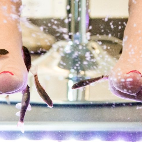 Fish Spa Becken Füße im Fish Spa Becken