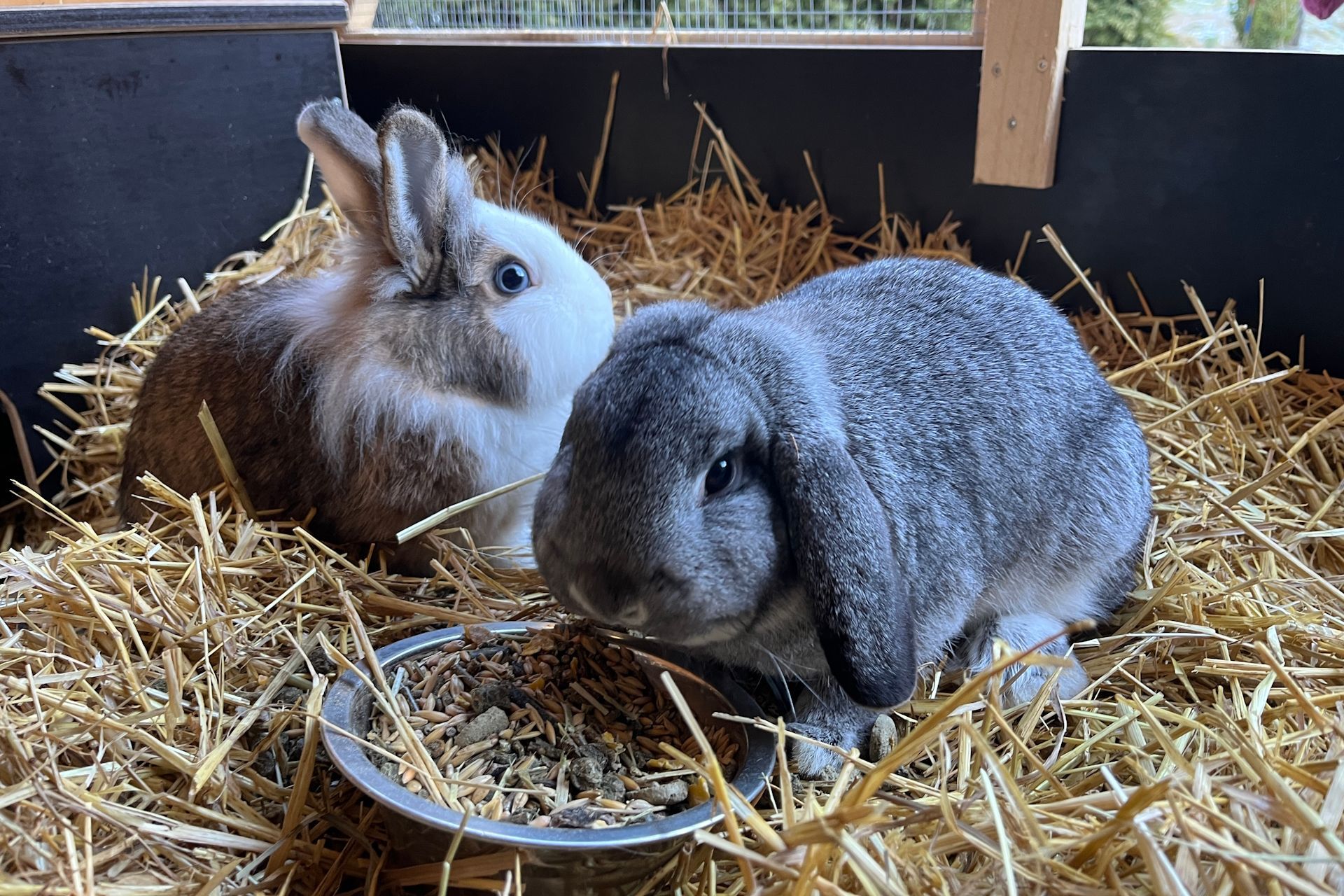 Zwergkaninchen Lisa und Hoppel