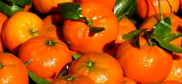 Mandarinen, Tangerine für ätherisches Öl, essential oil, Wohlbefinden,  Wellness
