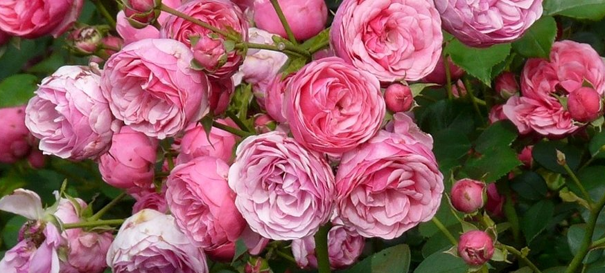 Rosen stehen für deinen Wohlstand Damaszener Rosen in Bulgarien, Rosenblüten in voller Pracht.