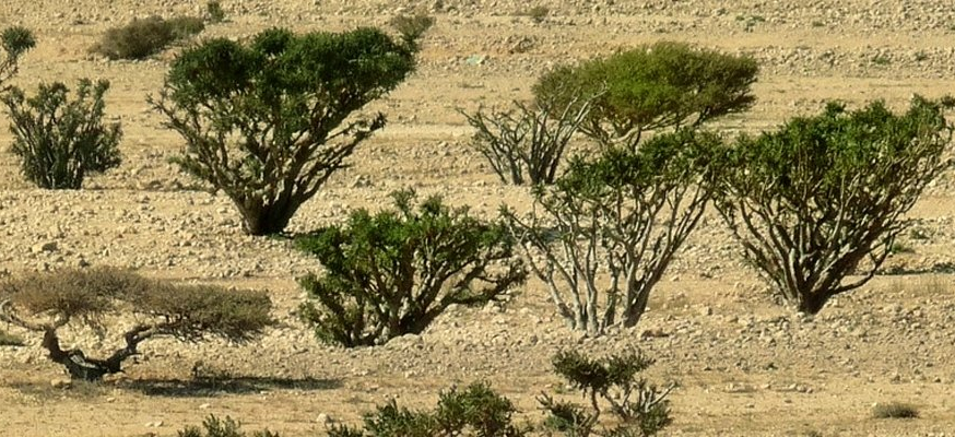 Weihrauchbäume im Oman Die Bäume des heiligen Weihrauch wachsen nur im Oman. Weihrauchbäume in der Wüste.