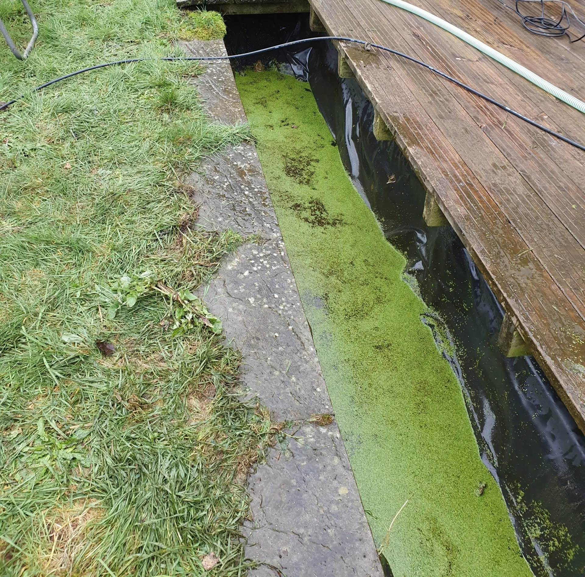 Old pond