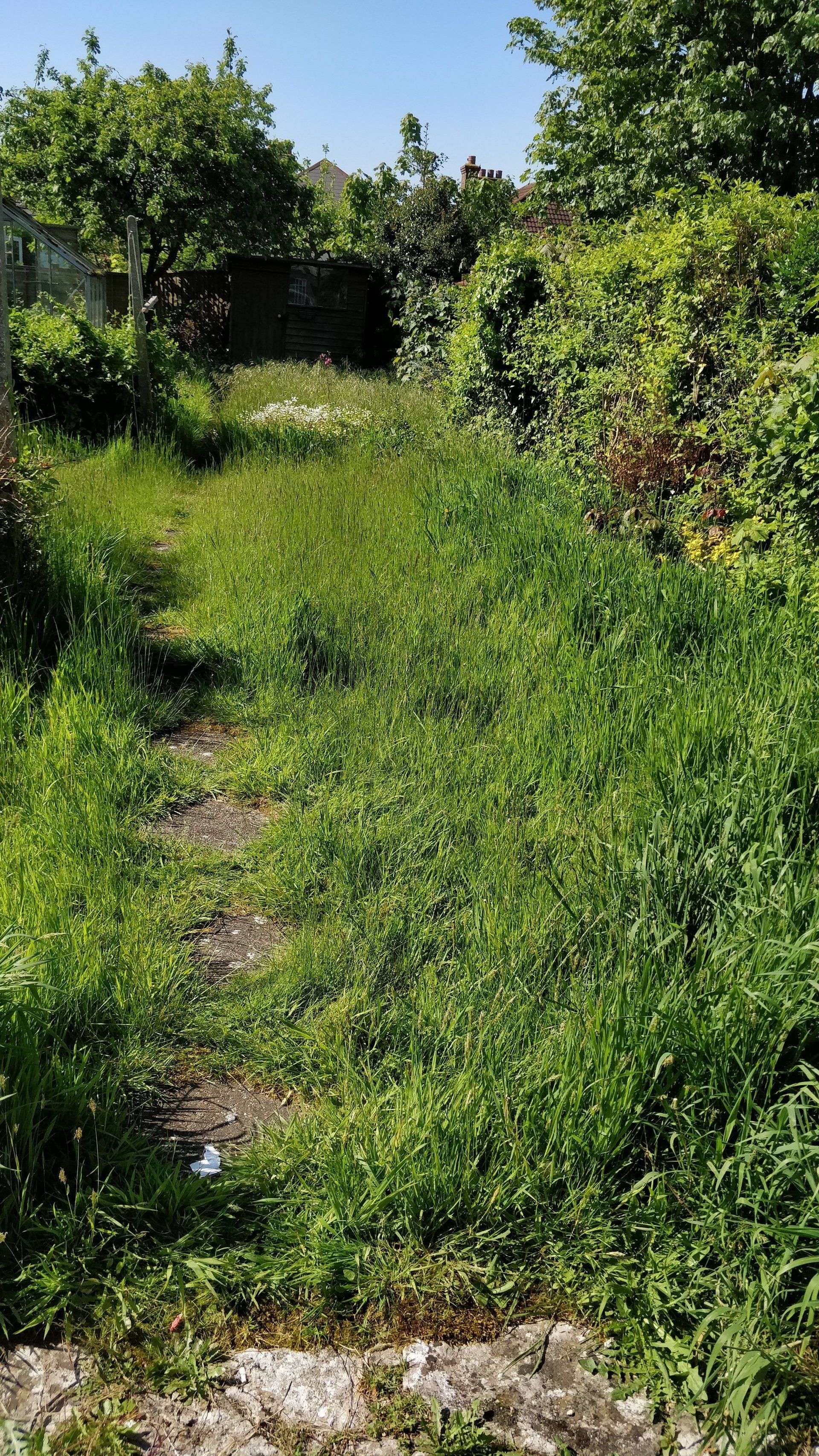 Overgrown garden in Bournemouth