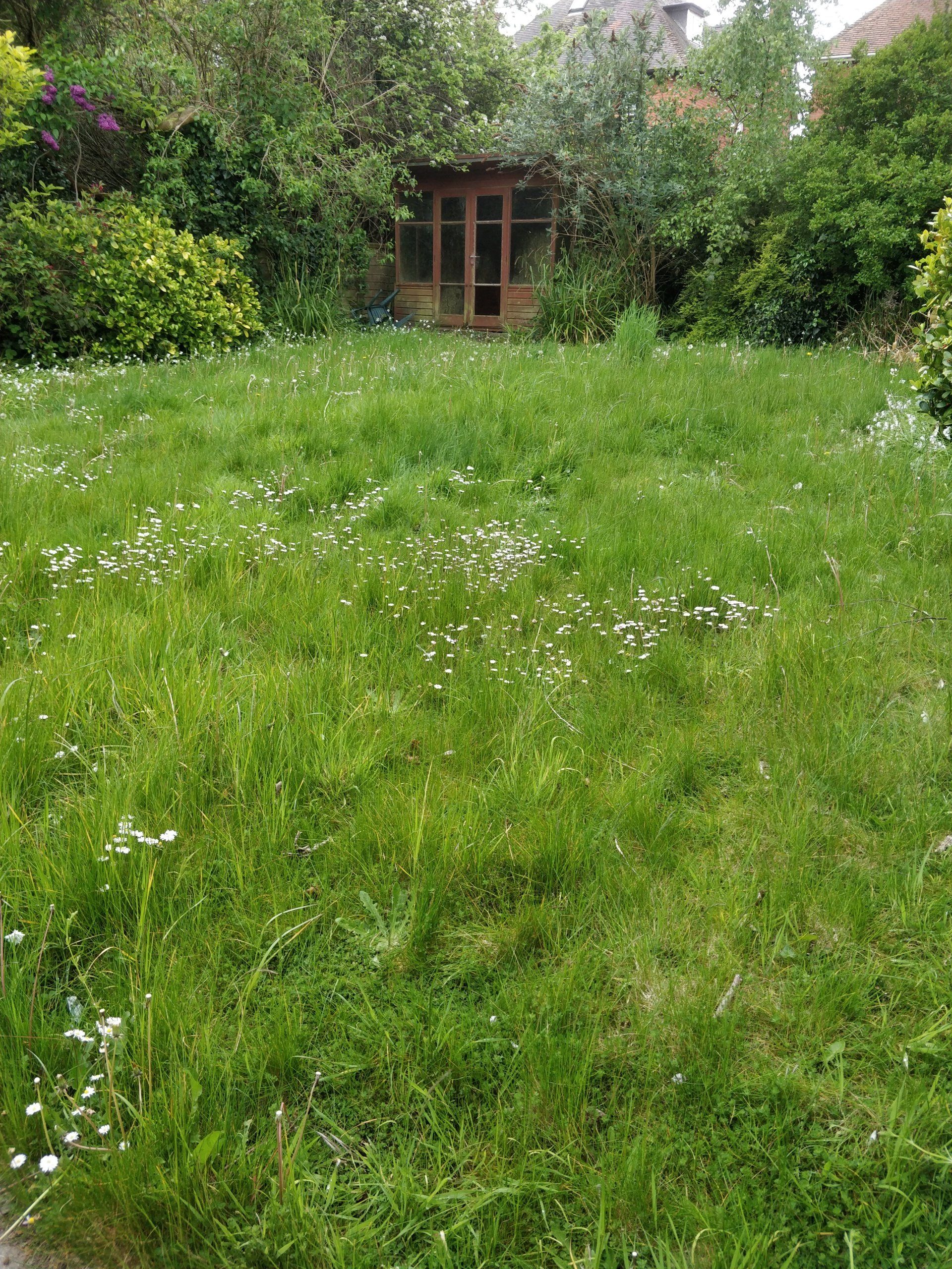 Overgrown lawn