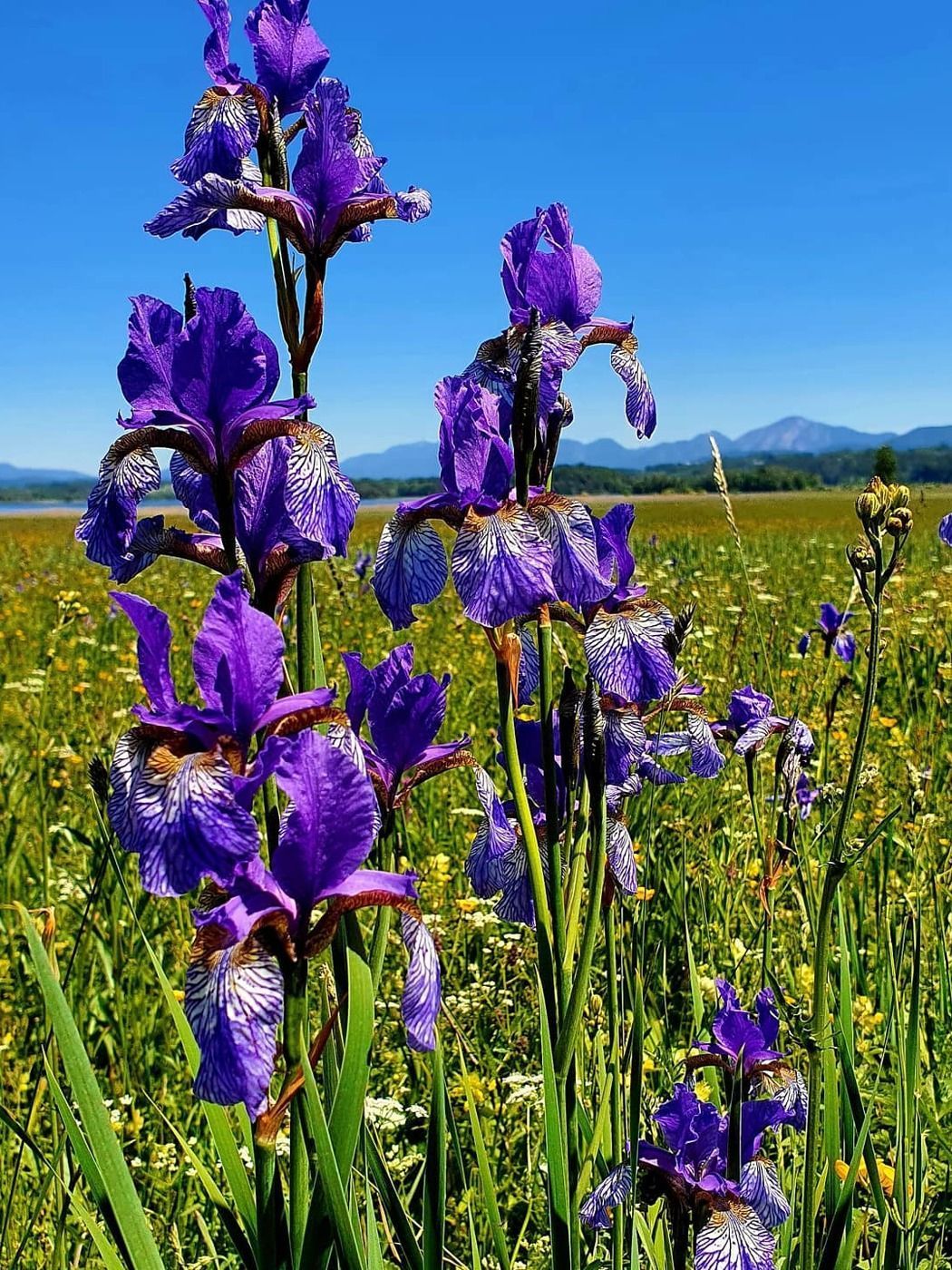 Sibirische Schwertlilie