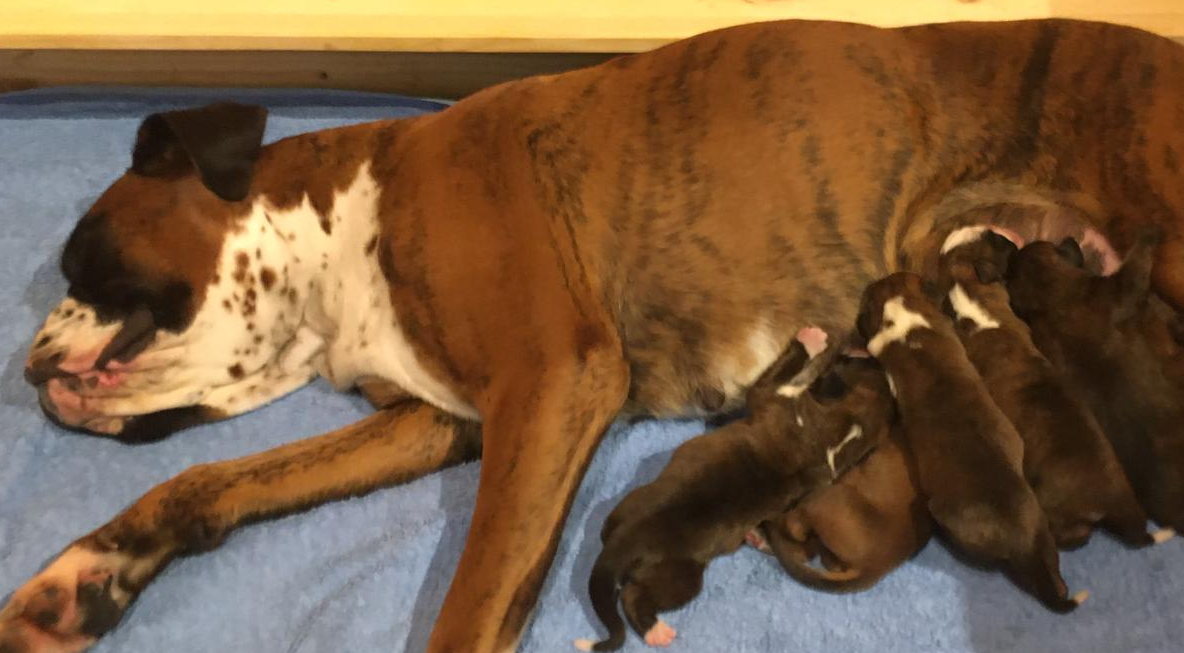 Unser erstes Bild der Welpen