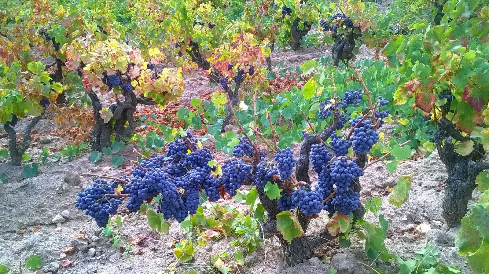 Cantina Eminas
