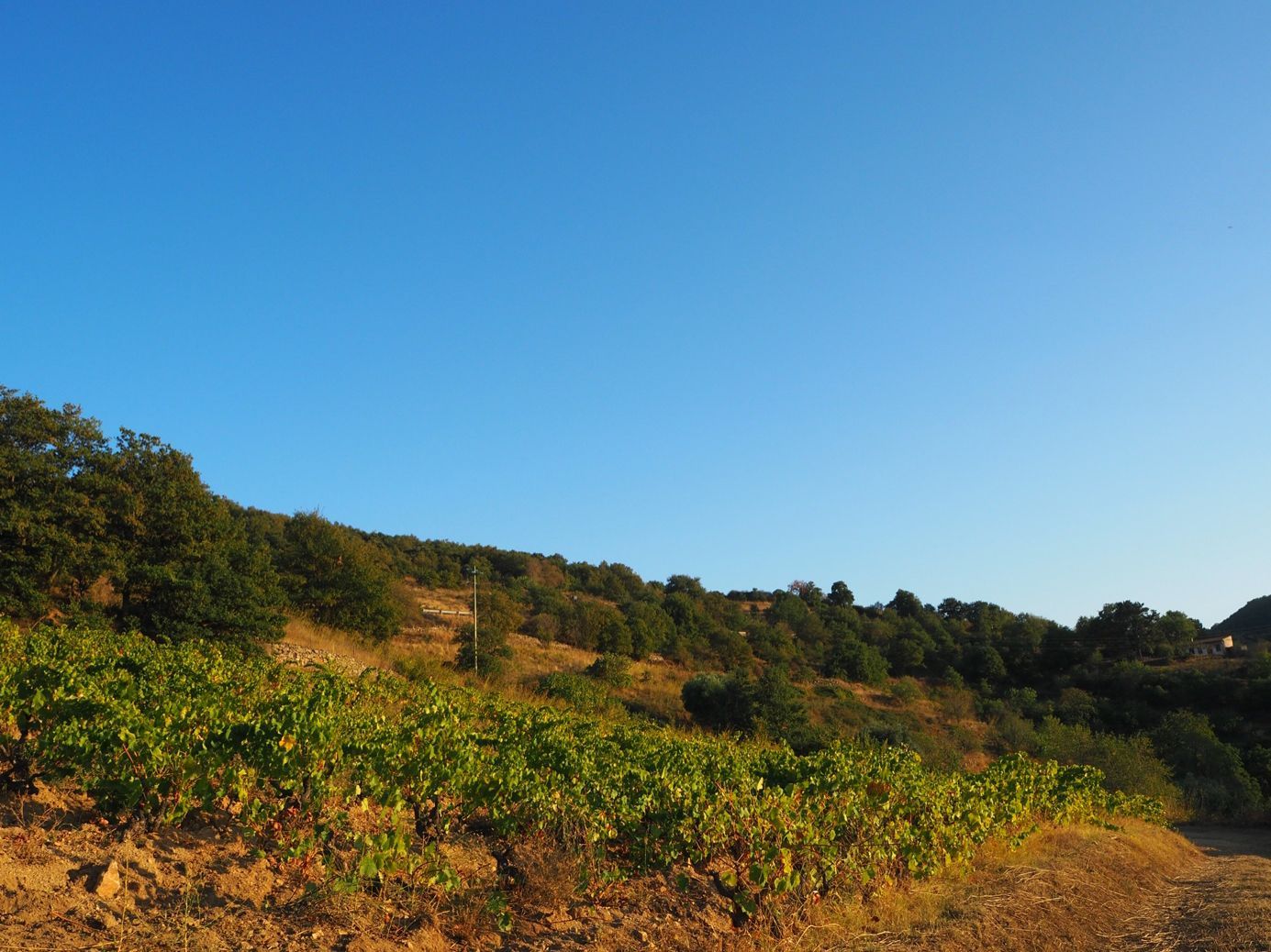 Weinanbau