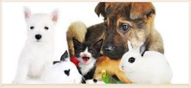 Terapias alternativas y sanación para mascotas terapias alternativas para mascotas