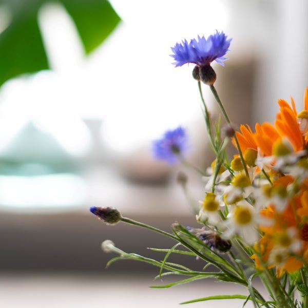 Blumen in der Praxis für Psychotherapie im Saarland: Heilpraktikerin Niritya therapiert mit Gesprächstherapie und Gestalttherapie sowie Meditation und Achtsamkeit im Raum Saarbrücken, auch innere Kind Arbeit