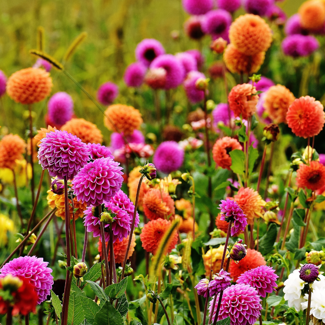 August Gardening Jobs