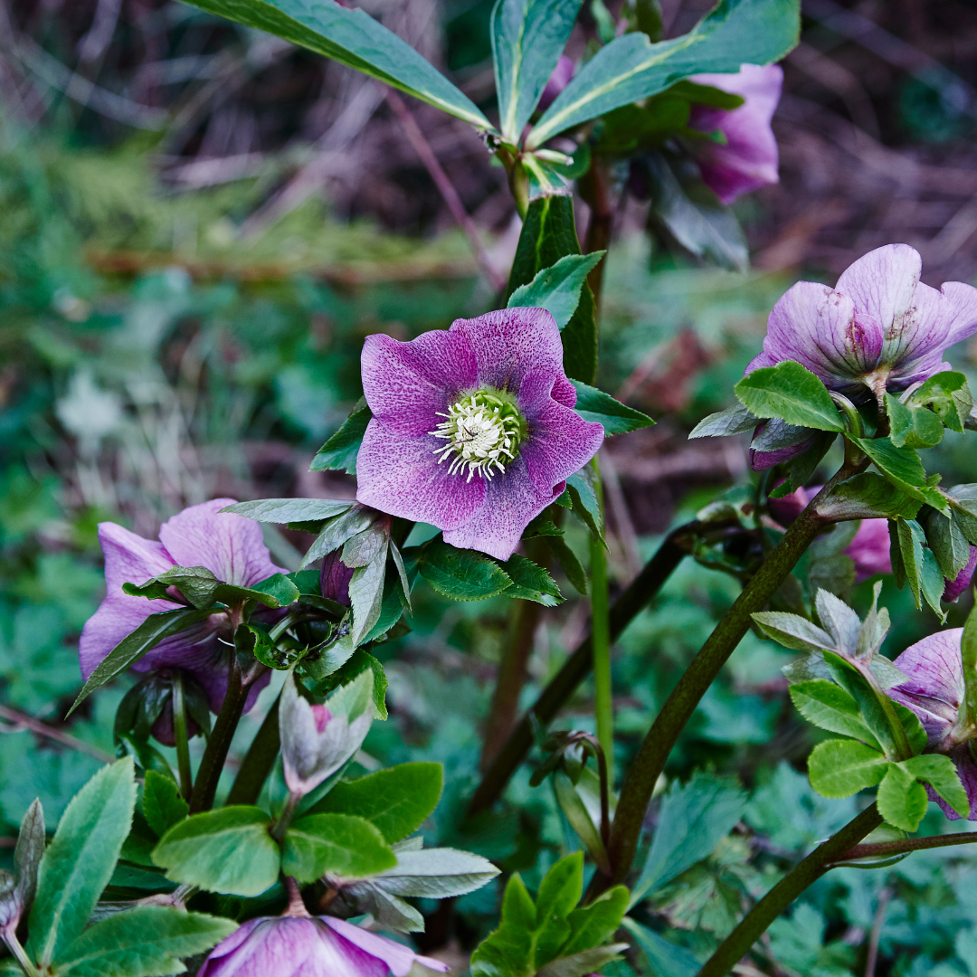 Hellebores